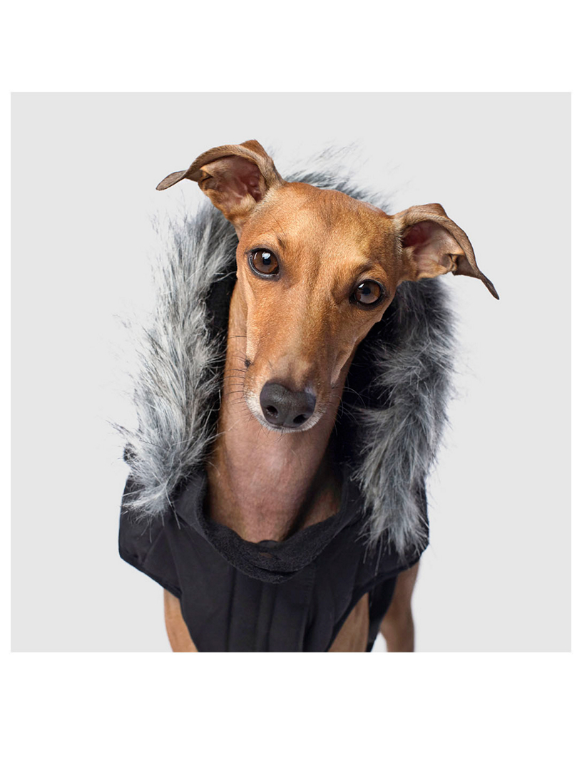 Everest Explorer Dog Vest