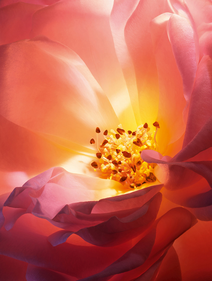 LANCÔME Absolue Les Parfum Hot as Rose Eau de Parfum | Holt Renfrew