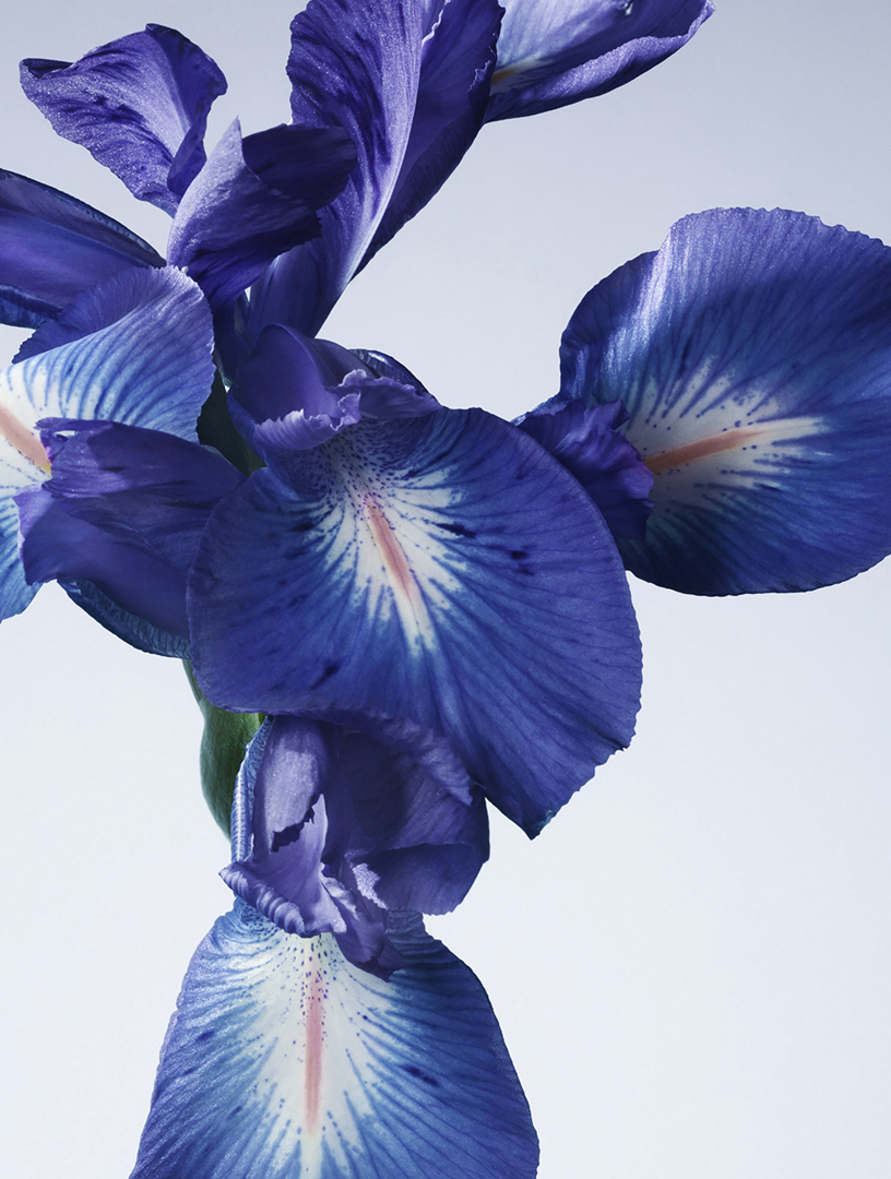 GIORGIO ARMANI Armani/Privé Iris Bleu Eau de Toilette | Holt