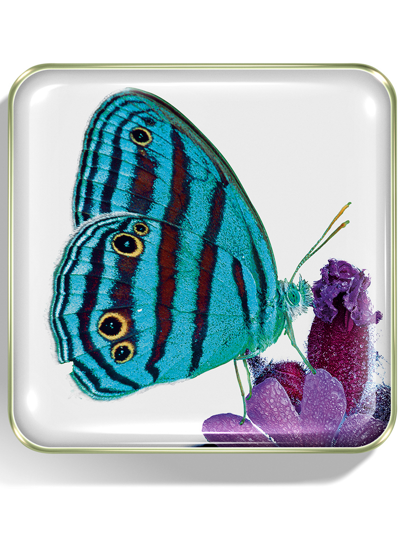 Butterfly Eye Quartet