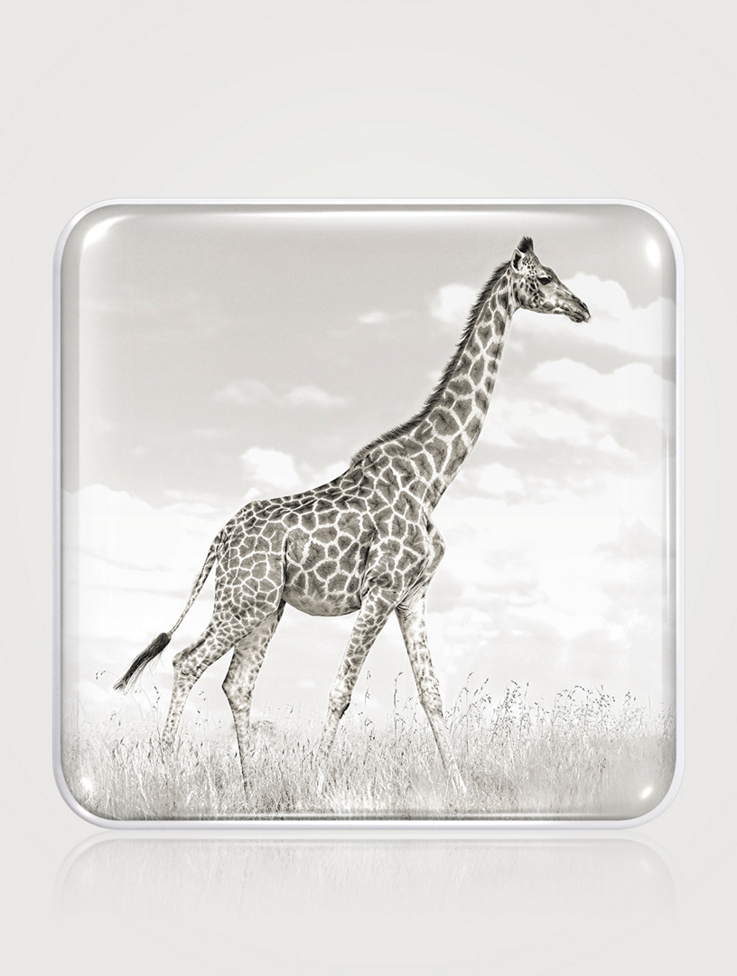 CHANTECAILLE Giraffe Eye Quartet | Holt Renfrew