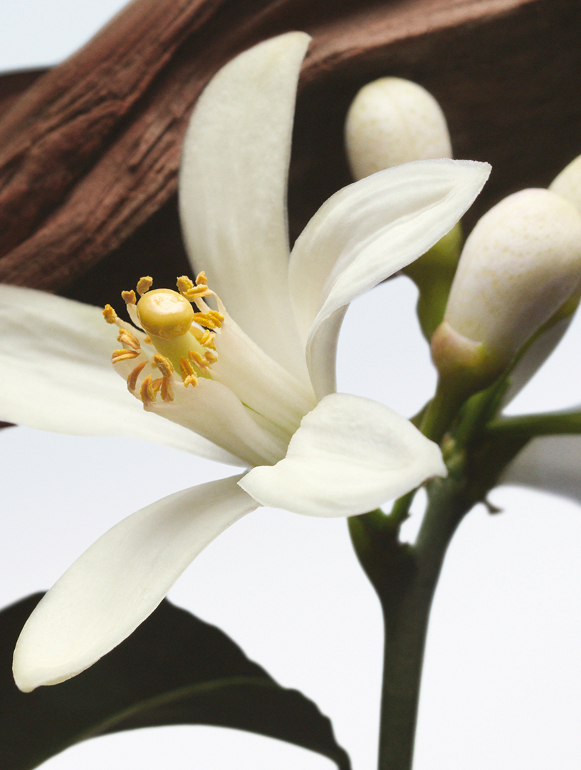 DRIES VAN NOTEN Jardin de l'Orangerie Eau de Parfum | Holt Renfrew