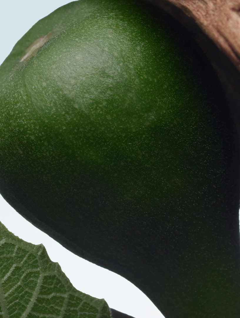 DRIES VAN NOTEN Santal Greenery Eau de Parfum | Holt Renfrew