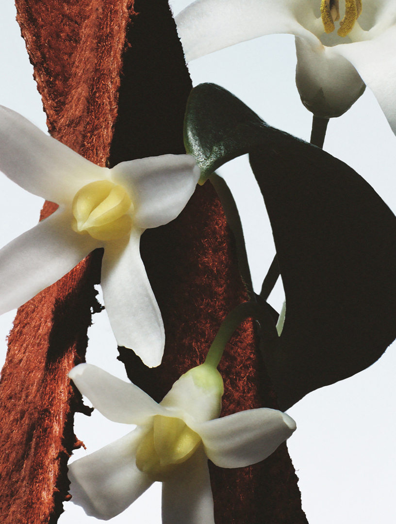 DRIES VAN NOTEN Fleur du Mal Eau de Parfum | Holt Renfrew