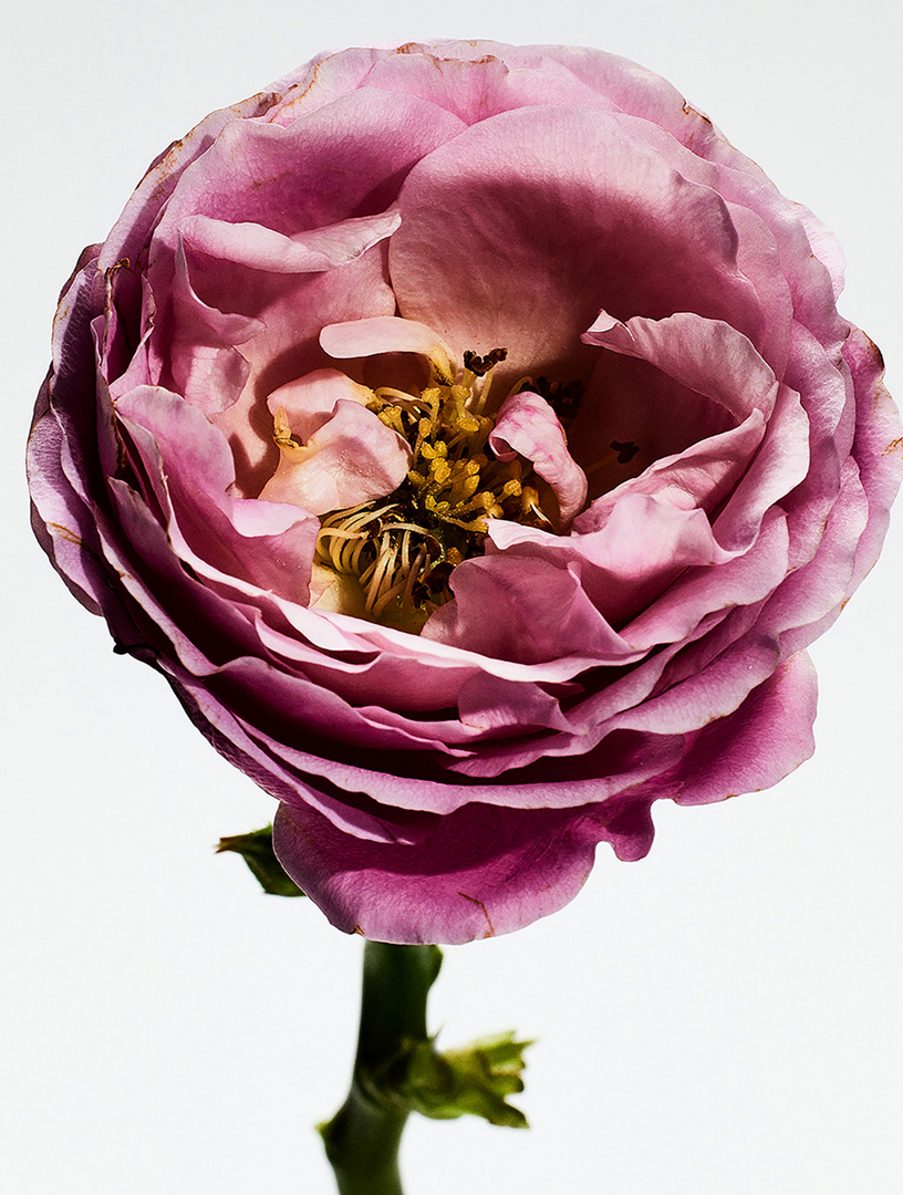 LOEWE Un Paseo por Madrid Rosaleda Eau de Parfum | Holt Renfrew
