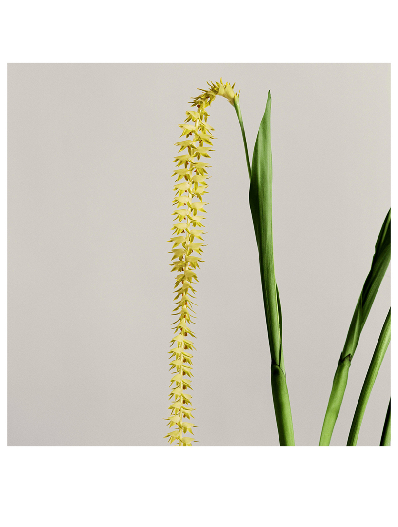 Loewe Dendrochilum Magnum Orchid Scented Candle, 5.8 oz