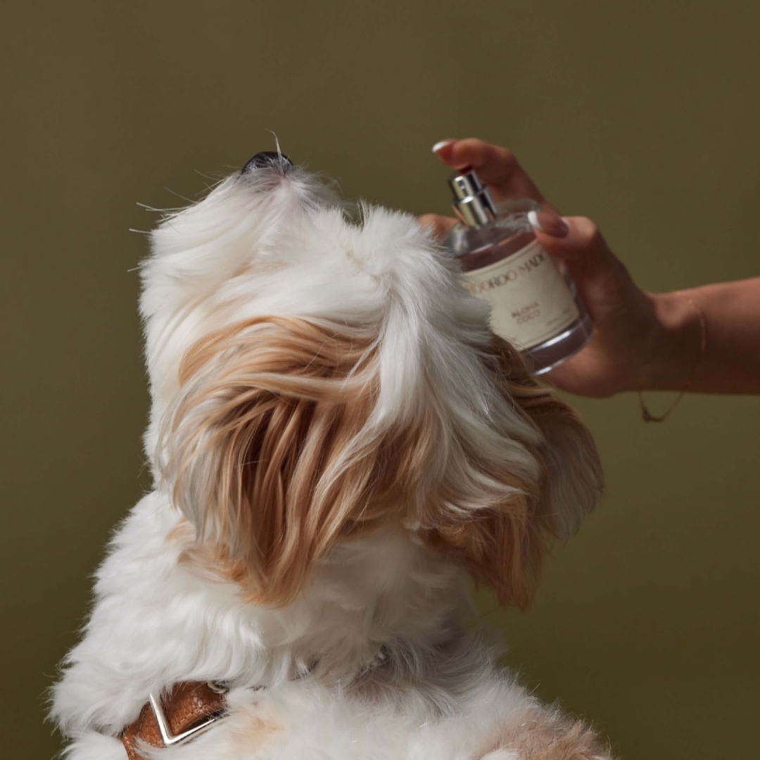 A small white dog being sprayed and groomed